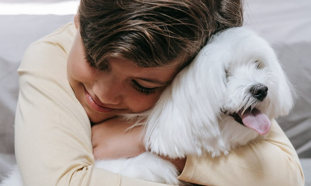 Therapie mit Therapiebegleithund